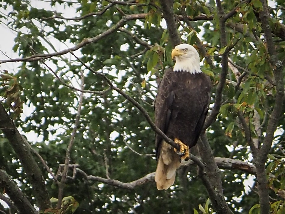 Bald Eagle - ML359715351