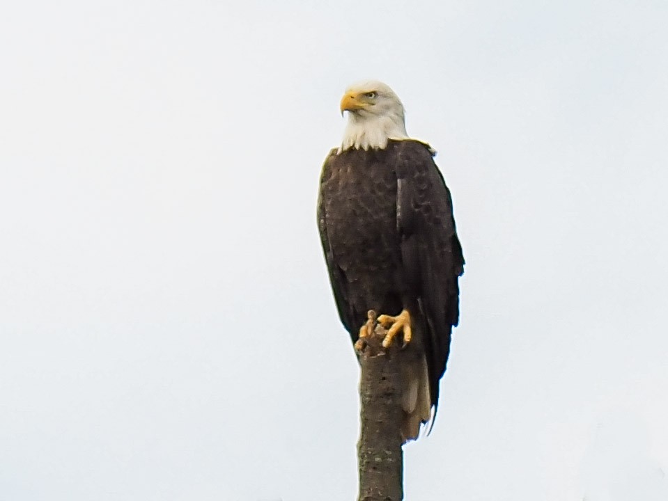 Bald Eagle - ML359715361