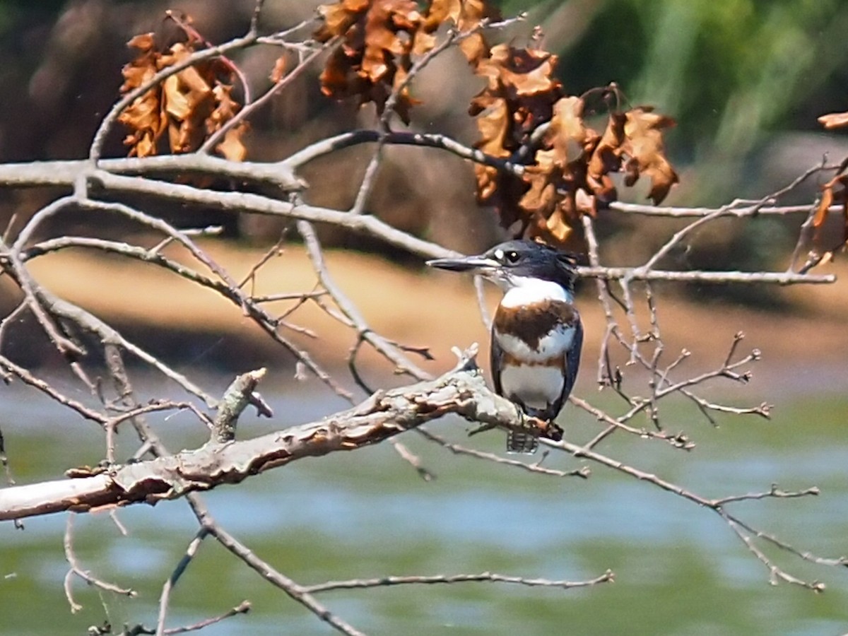 Belted Kingfisher - ML359715401