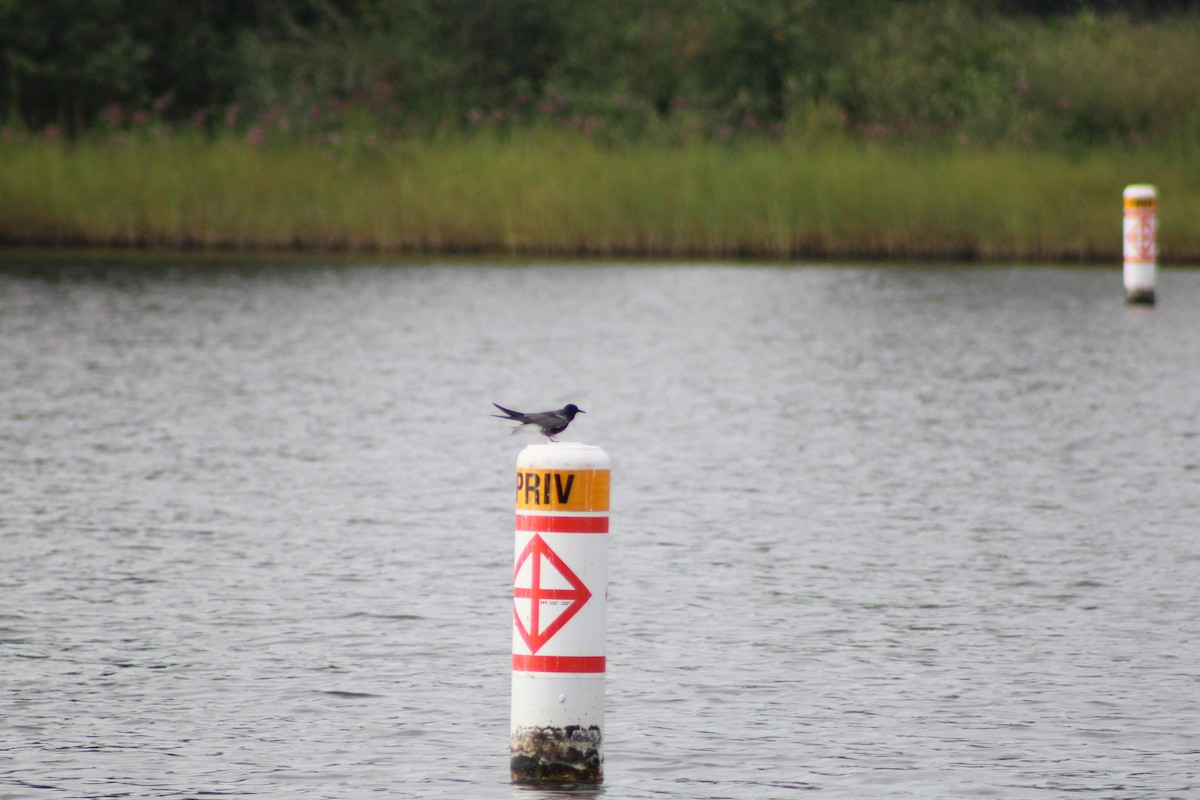 Black Tern - ML359717051
