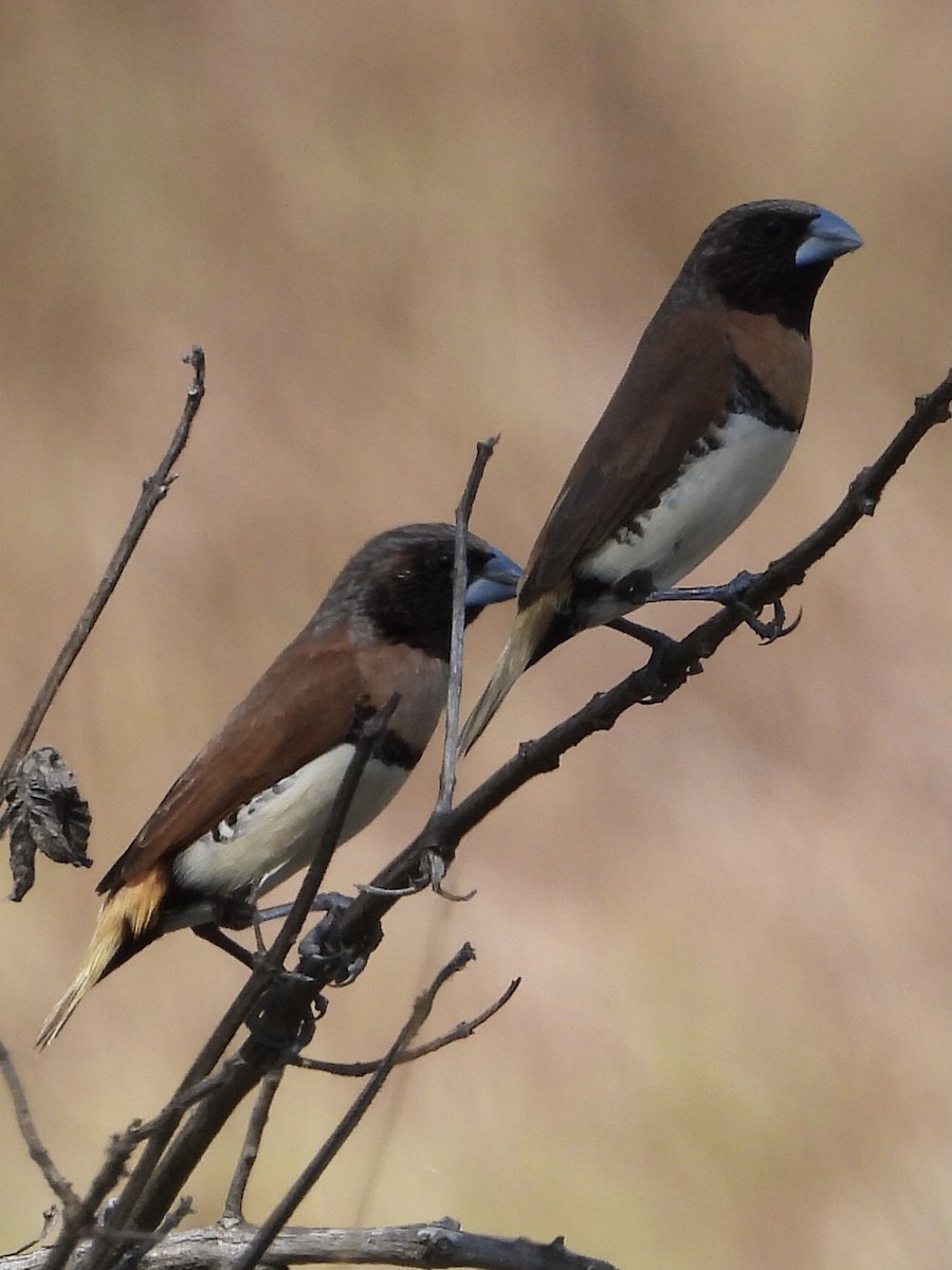 Chestnut-breasted Munia - ML359718361