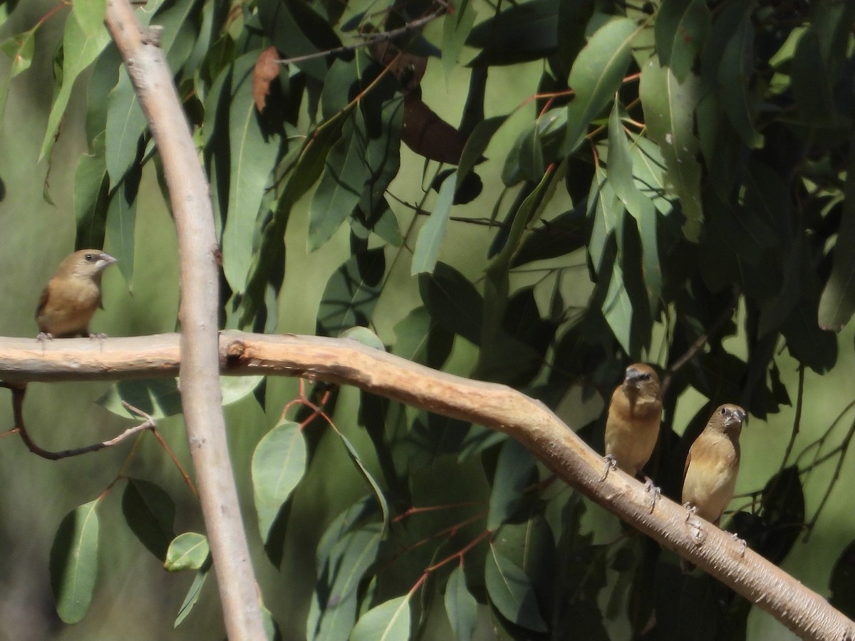 Chestnut-breasted Munia - Cherri and Peter Gordon