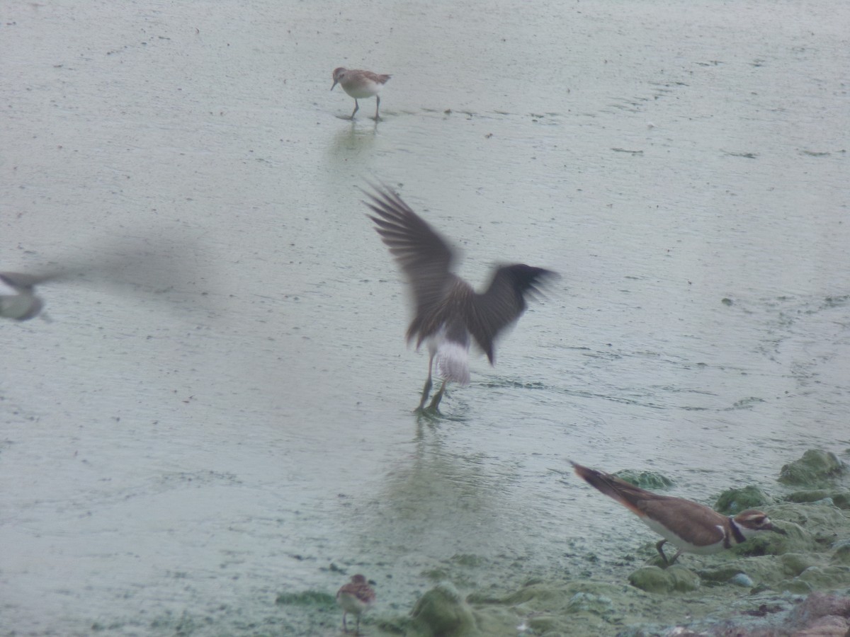 White-rumped Sandpiper - ML359719971