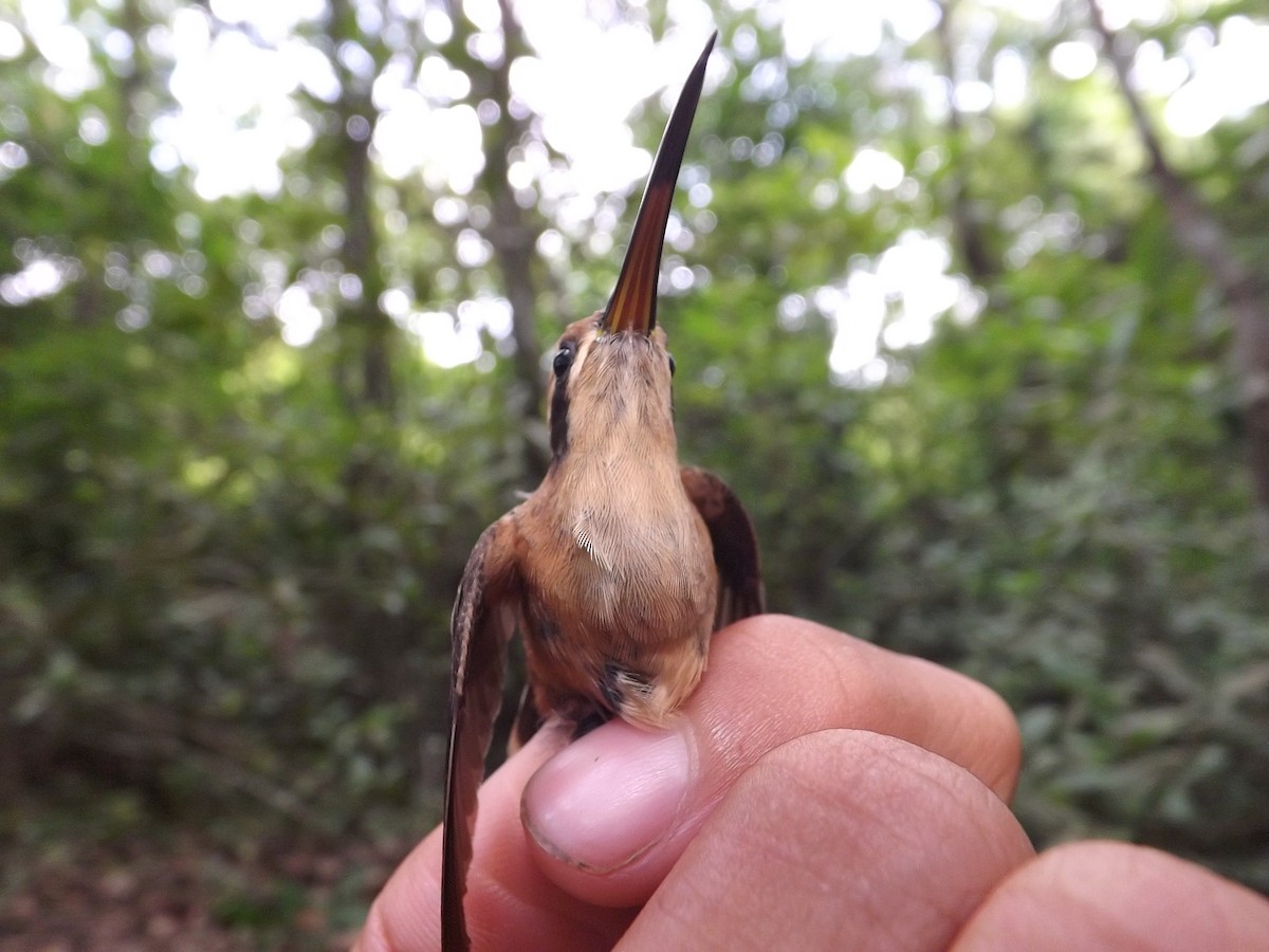 Пестрогорлый колибри-отшельник - ML359720651