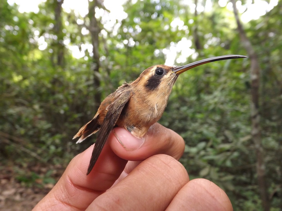Пестрогорлый колибри-отшельник - ML359720741