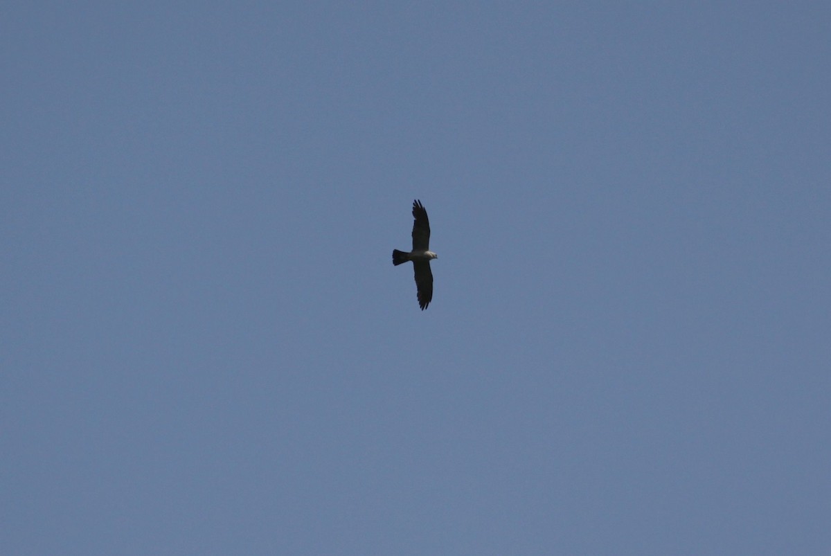 Mississippi Kite - ML359721051