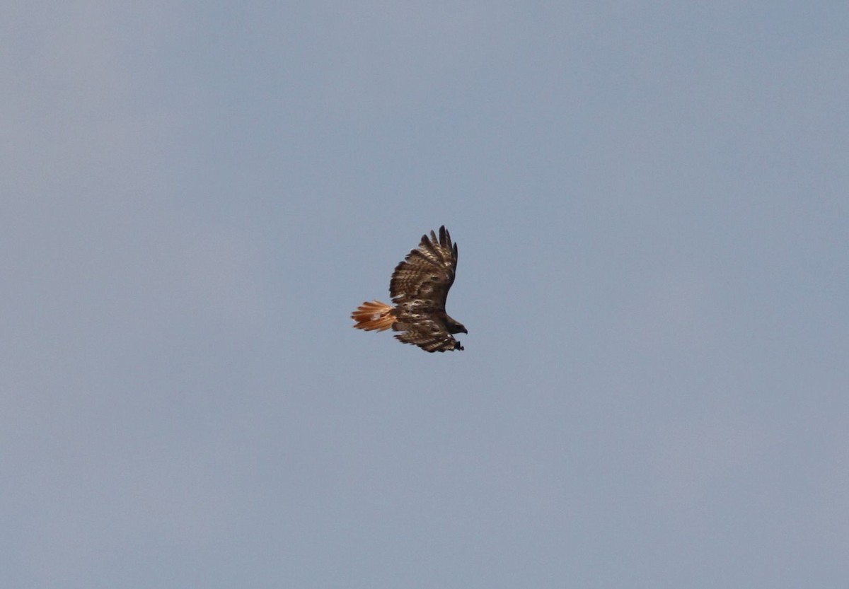 Red-tailed Hawk - ML359721181