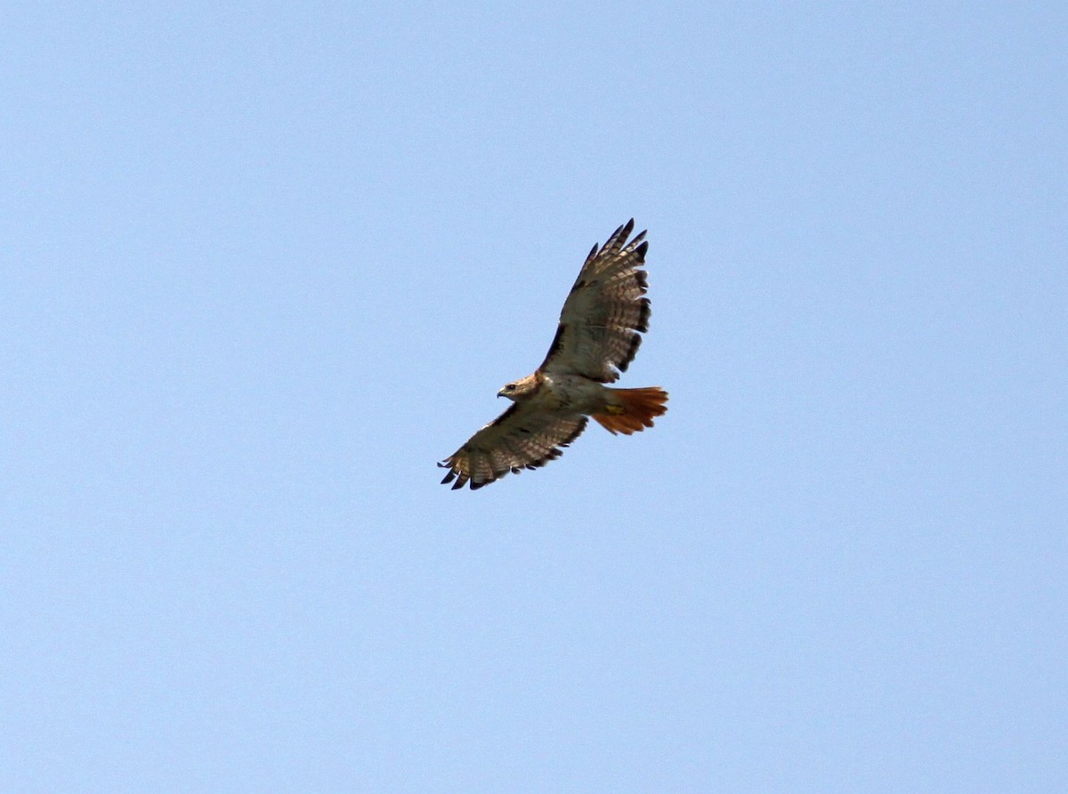 Red-tailed Hawk - ML359721201