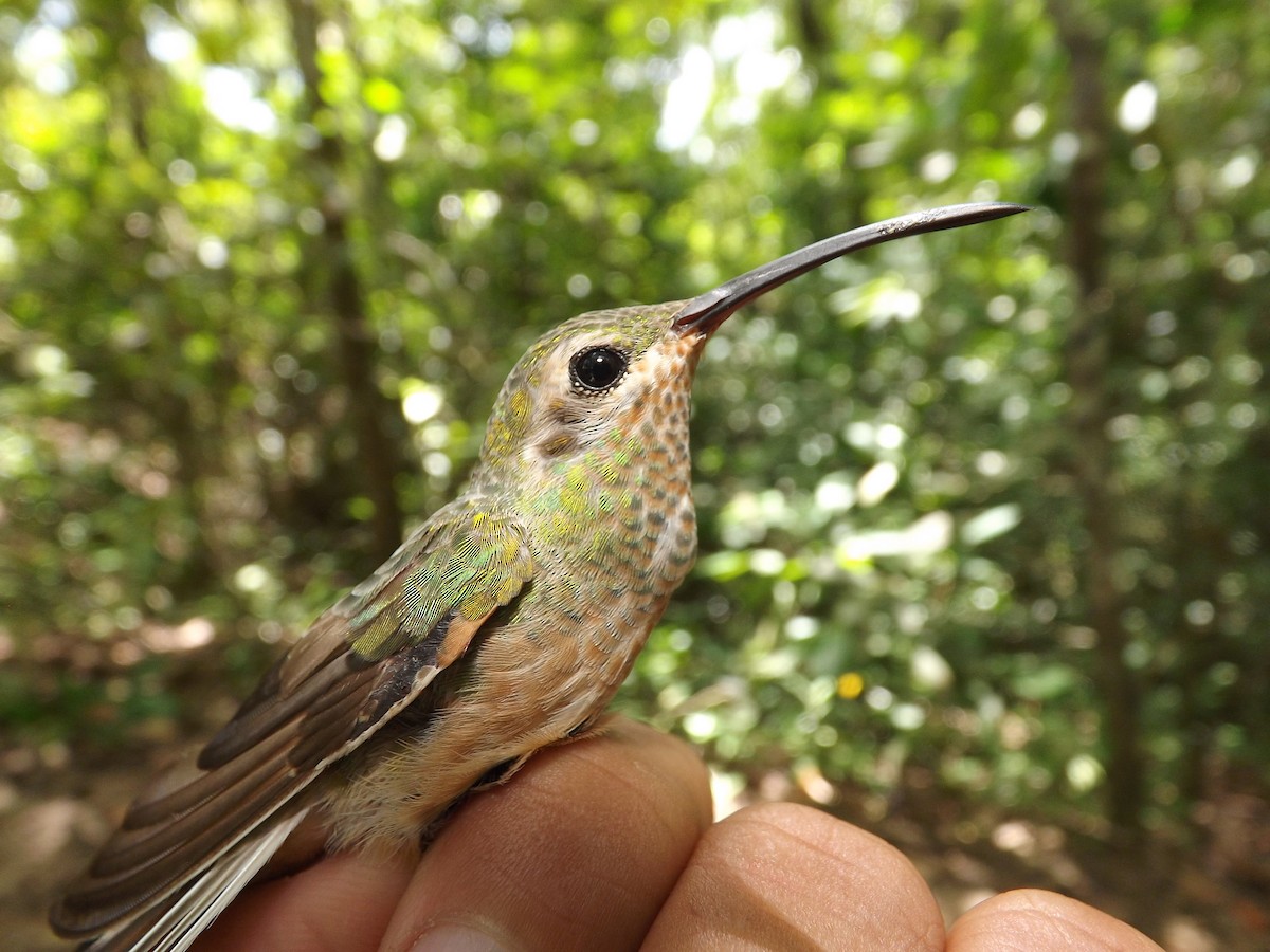 White-tailed Goldenthroat - Alexis Araujo Quintero