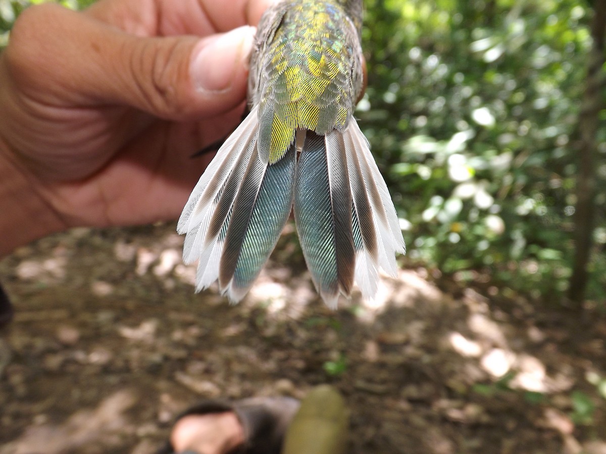 White-tailed Goldenthroat - Alexis Araujo Quintero