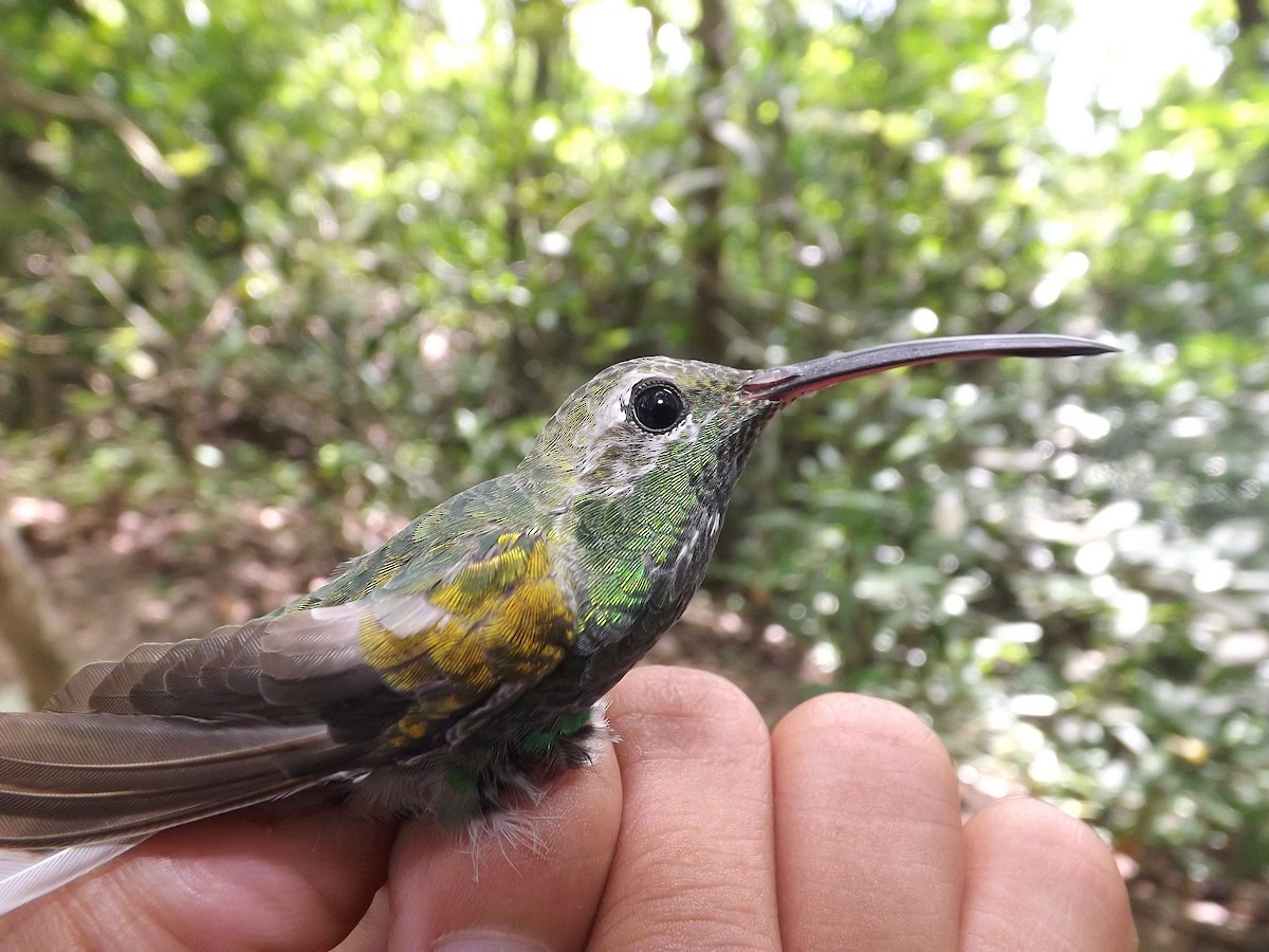 White-tailed Goldenthroat - Alexis Araujo Quintero