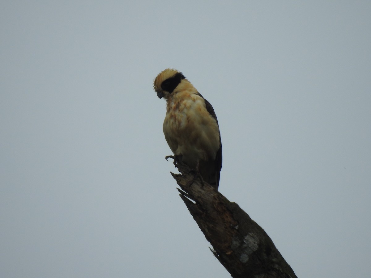 Laughing Falcon - ML359721831