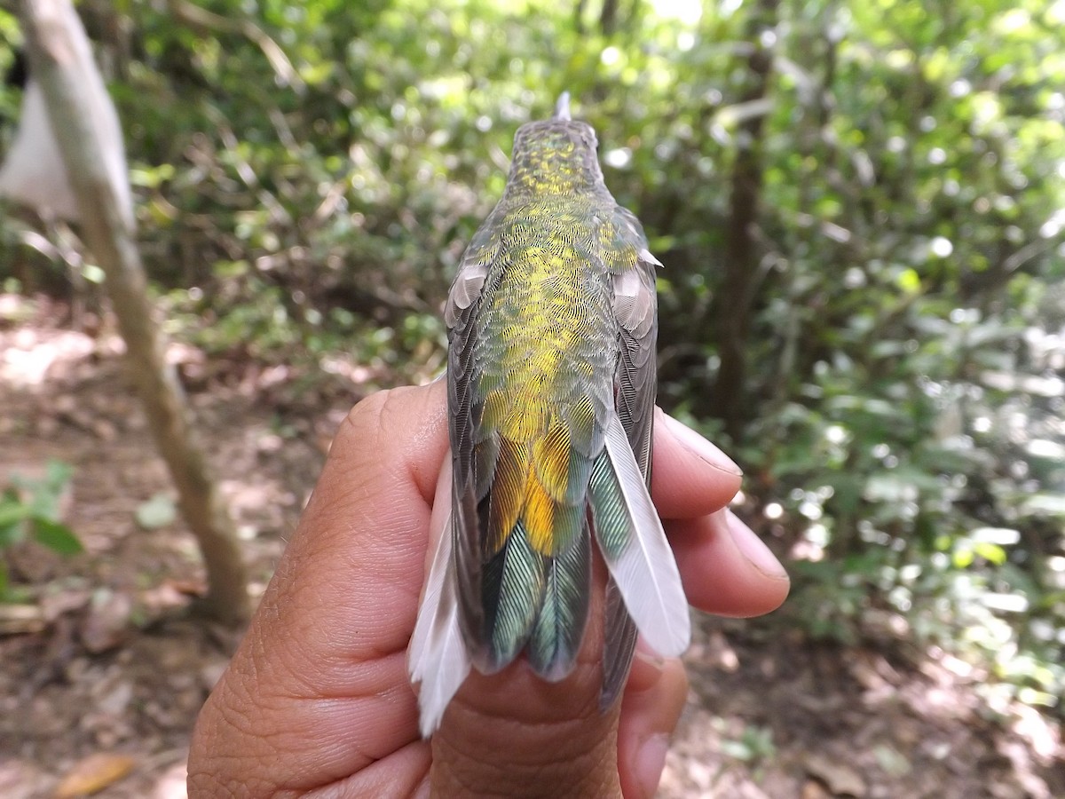 White-tailed Goldenthroat - ML359721931