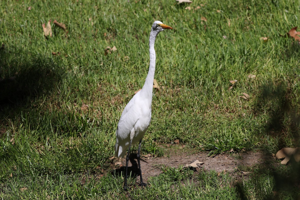 Great Egret - ML35972261