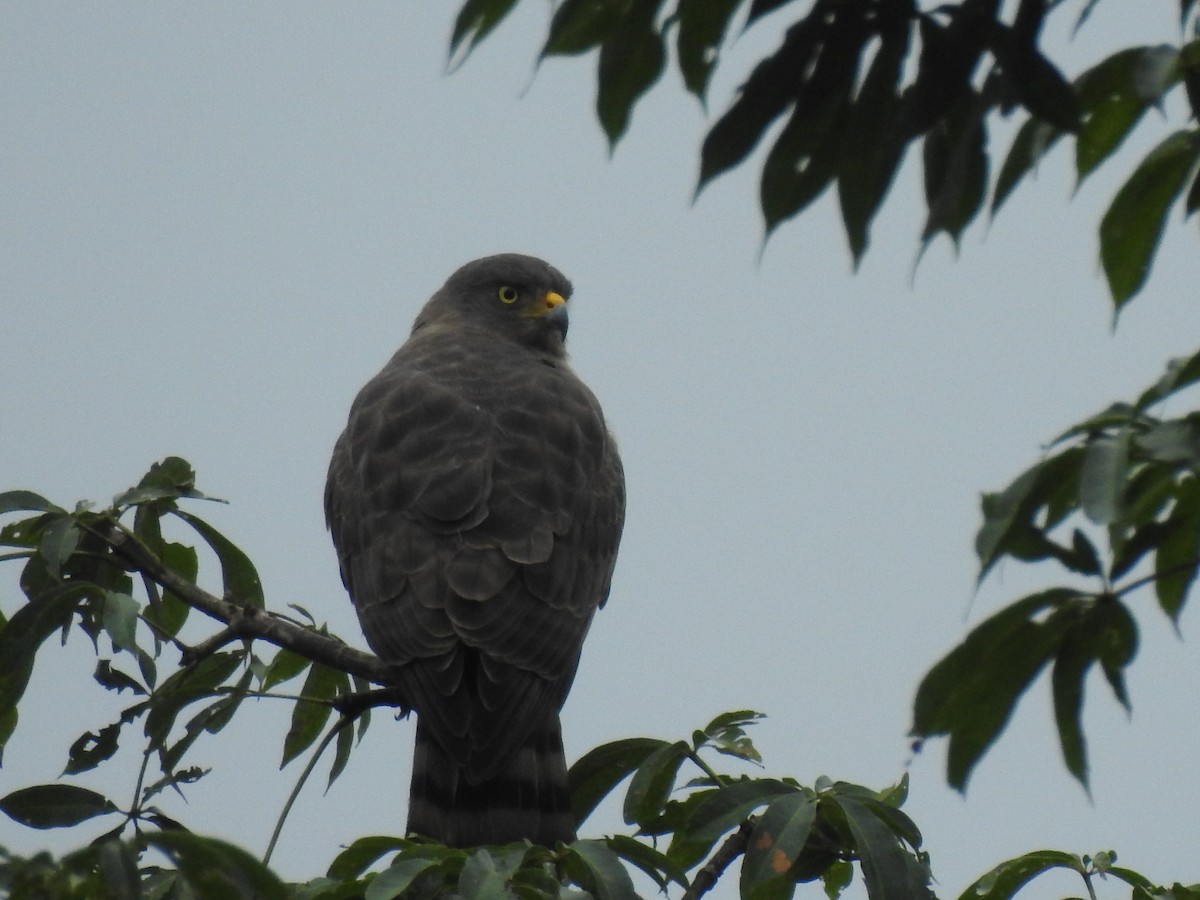 Roadside Hawk - ML359724371