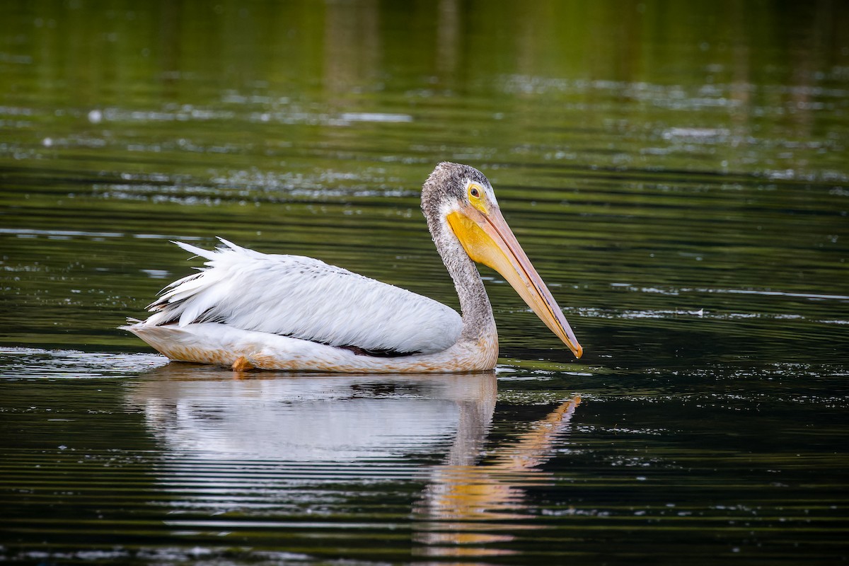 American White Pelican - ML359727811