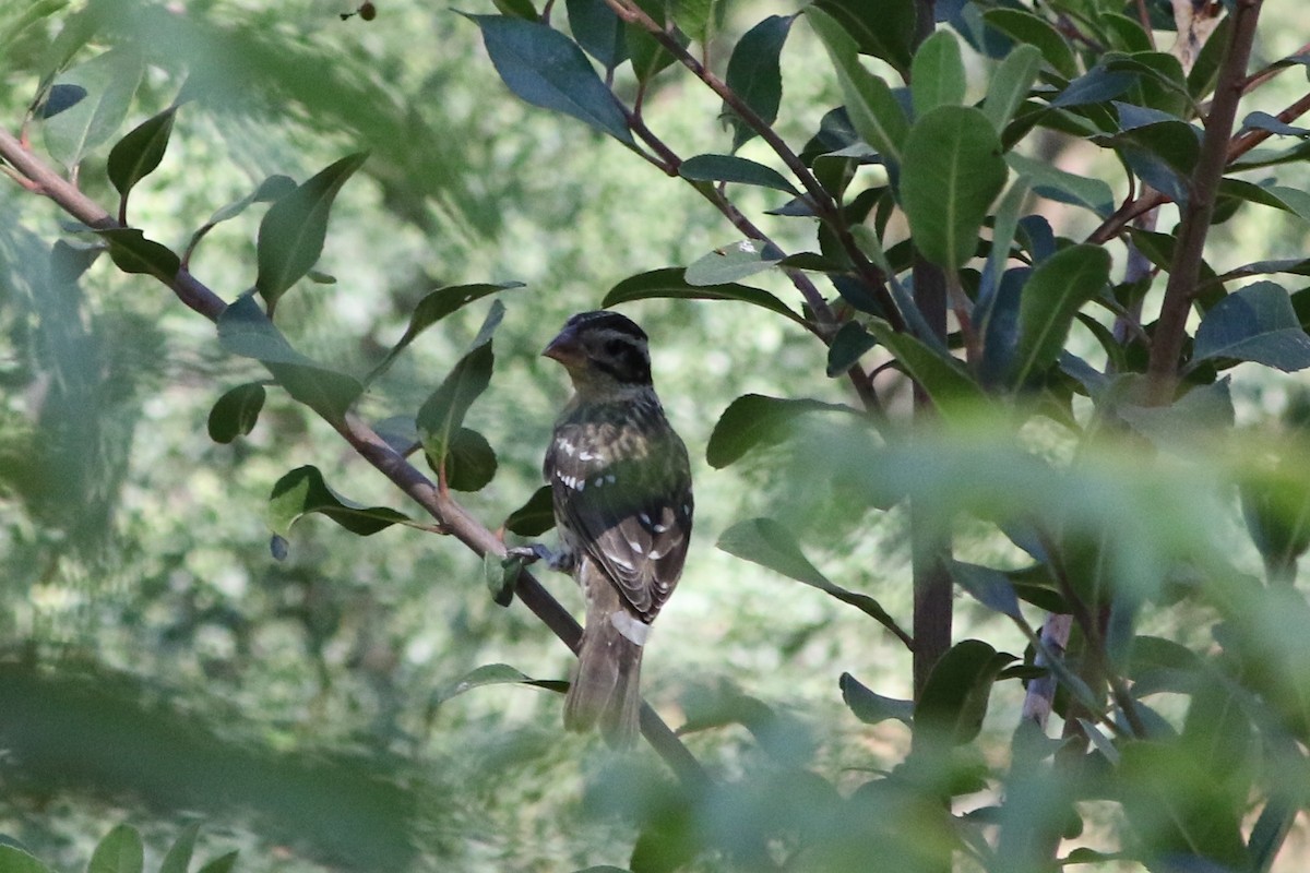 Black-headed Grosbeak - ML35972931