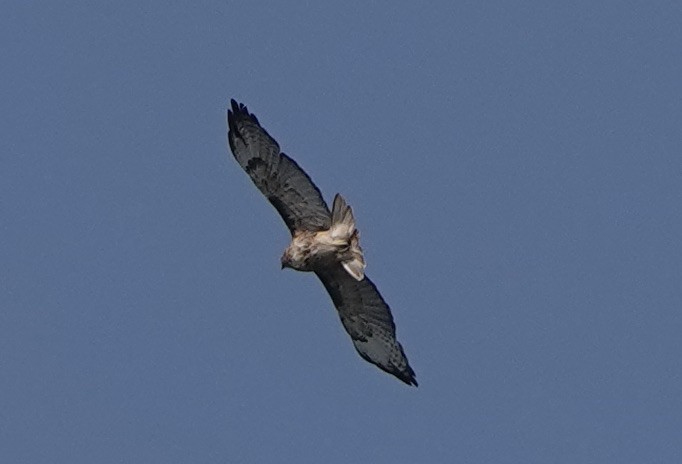 Red-tailed Hawk - ML359730181