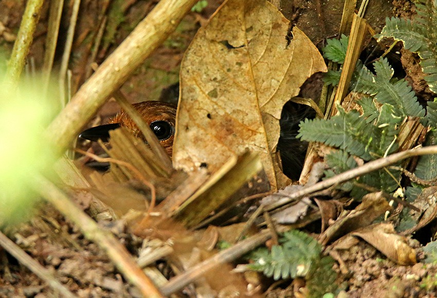 Schuppenmantel-Ameisenwächter - ML35973201