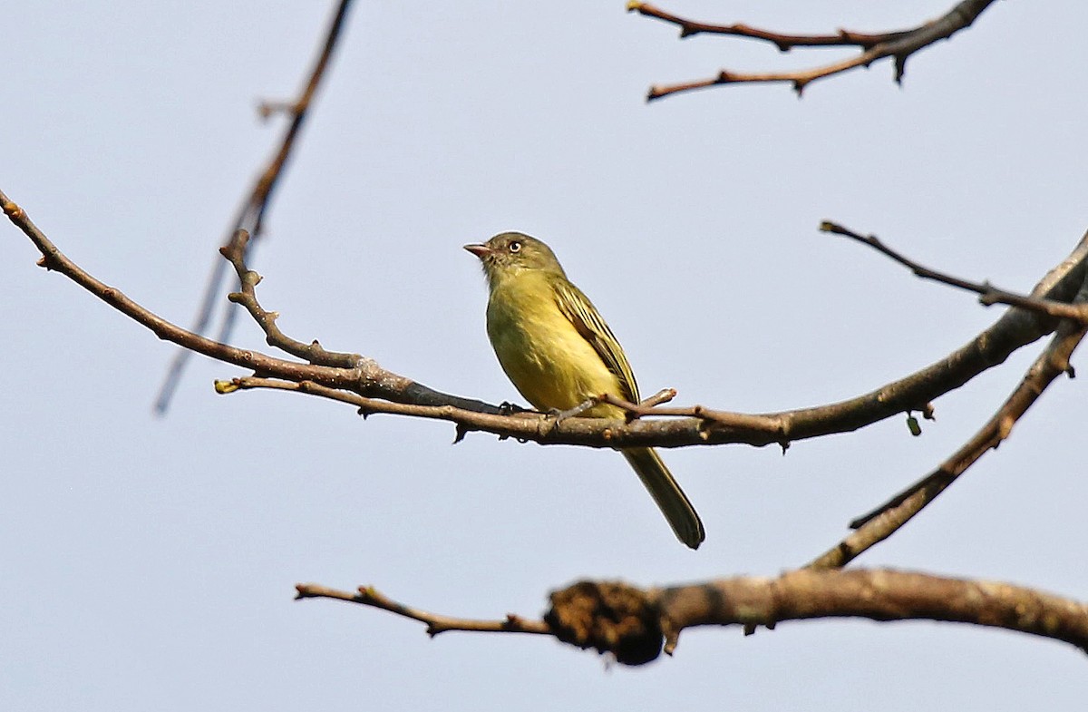 Red-billed Tyrannulet - ML35973361