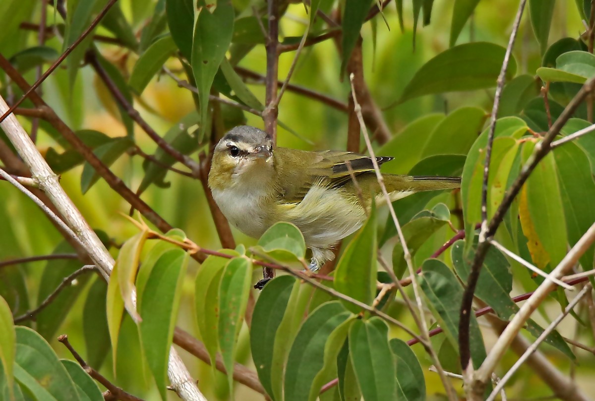 Vireo Chiví (grupo agilis) - ML35973411