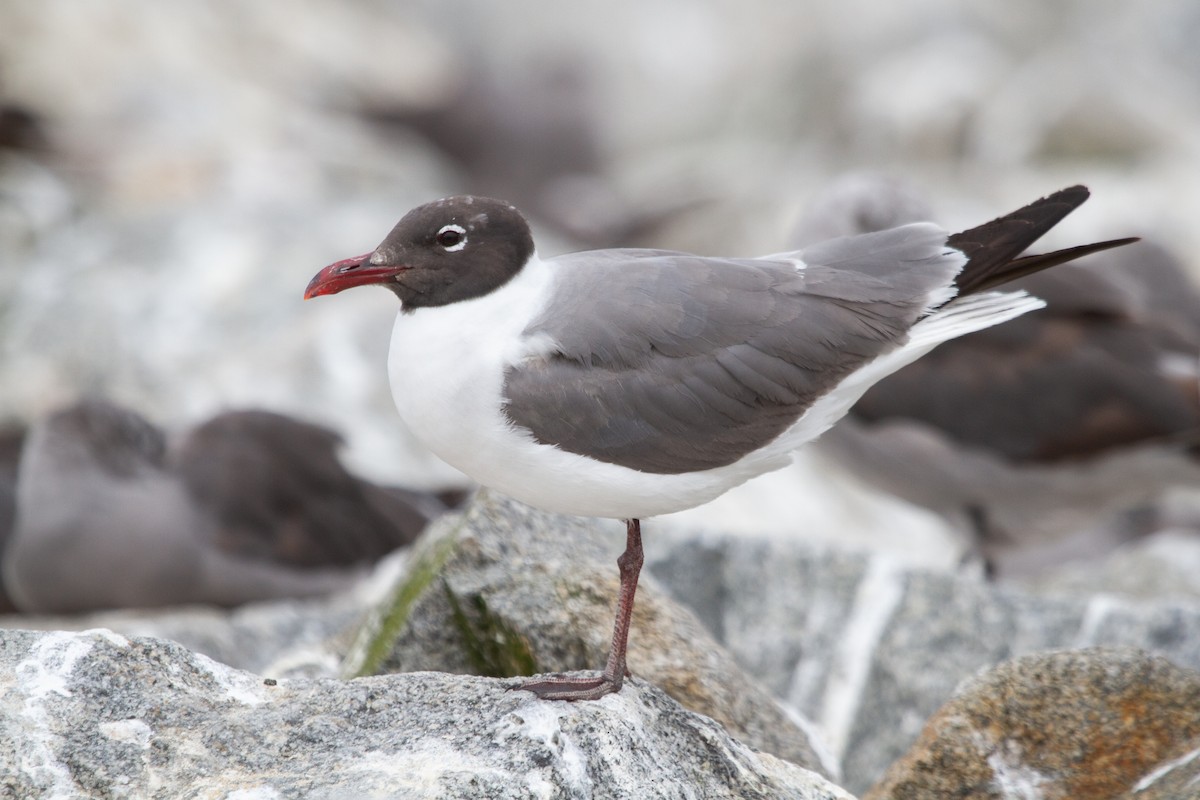 Gaviota Guanaguanare - ML359734361