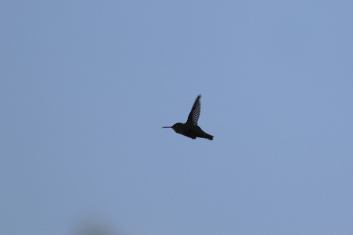 Anna's Hummingbird - George Johnson