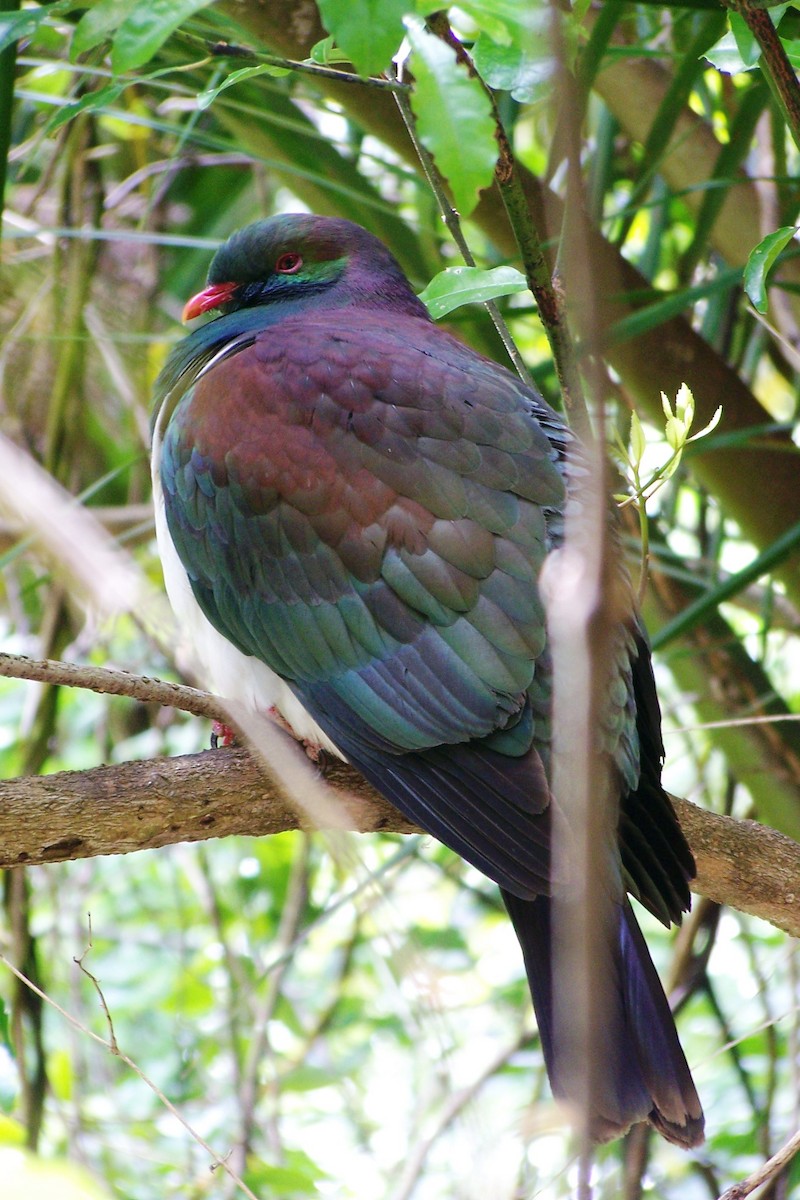 New Zealand Pigeon - ML35973571