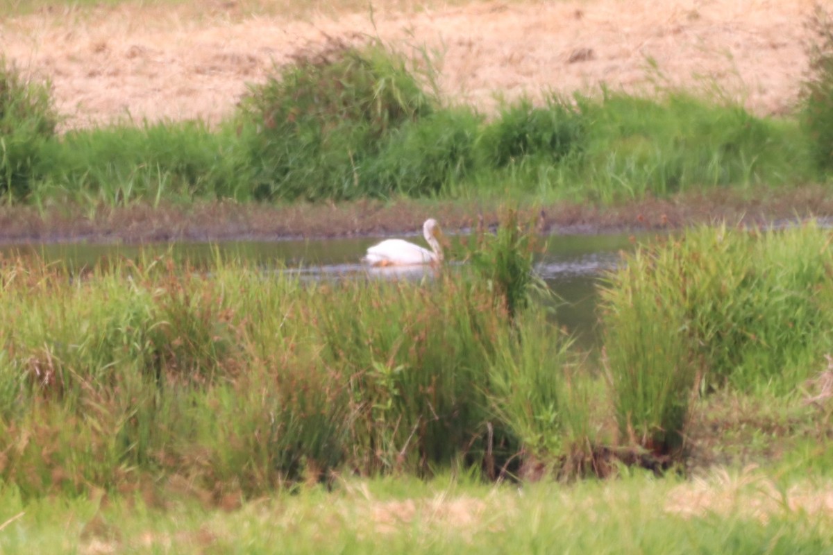 American White Pelican - ML359735771