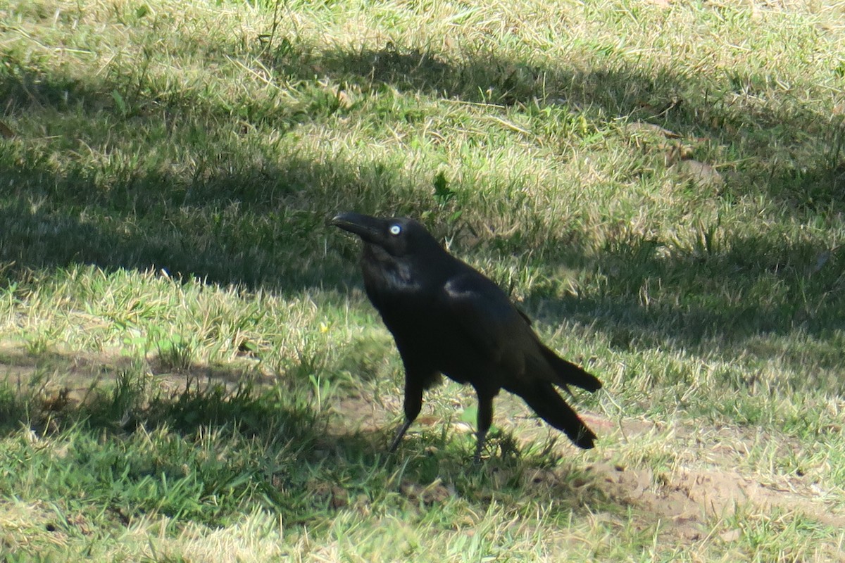 Australian Raven - ML359735921