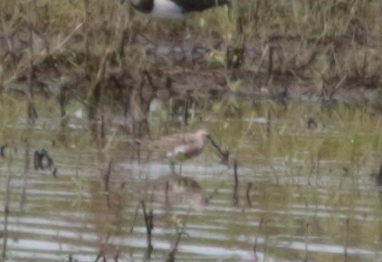 Curlew Sandpiper - ML359737301