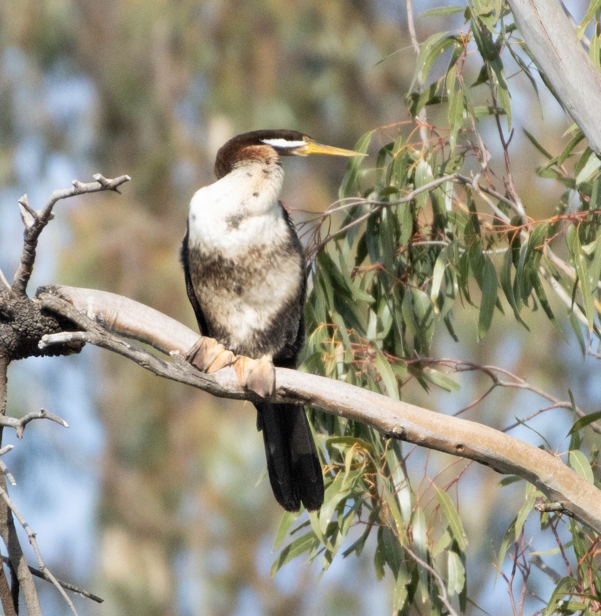 Australasian Darter - ML359738561