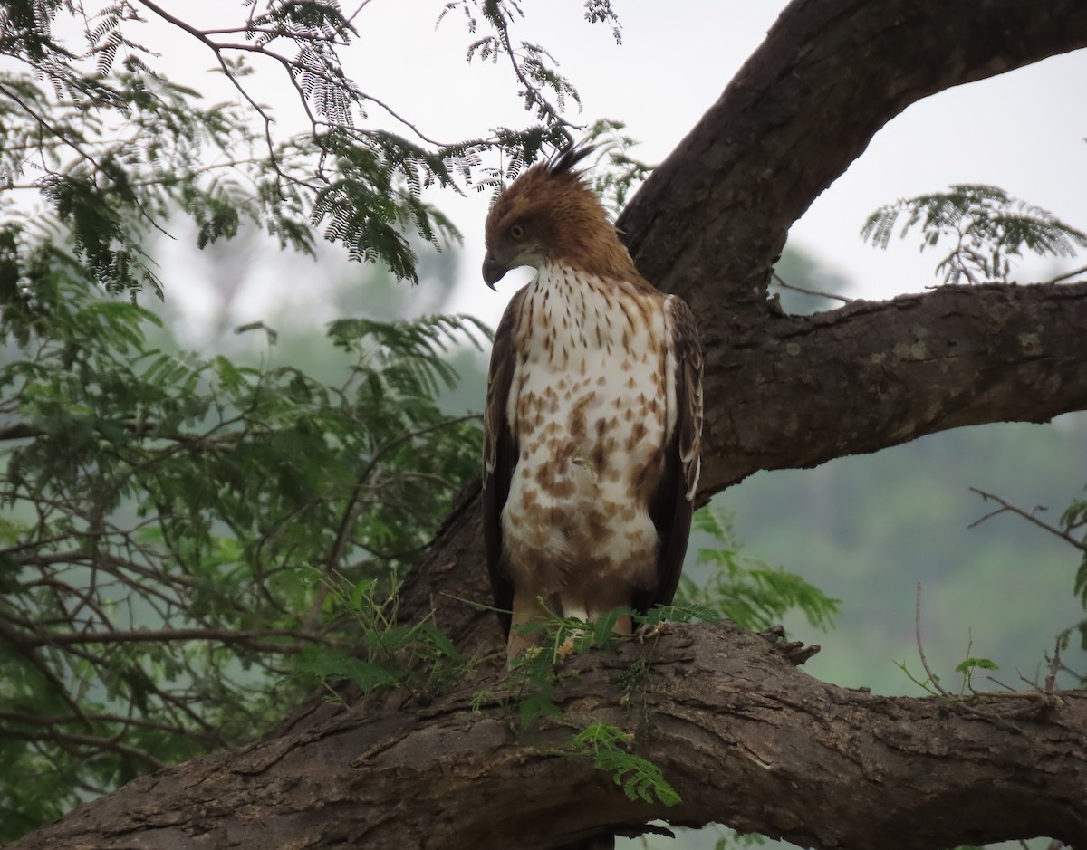 Changeable Hawk-Eagle - ML359742721