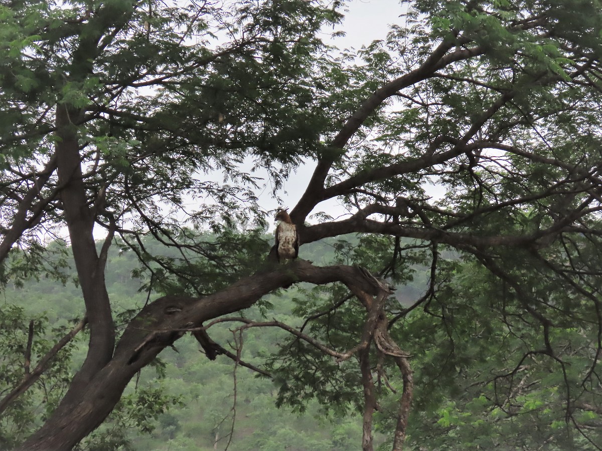 Changeable Hawk-Eagle - ML359742771