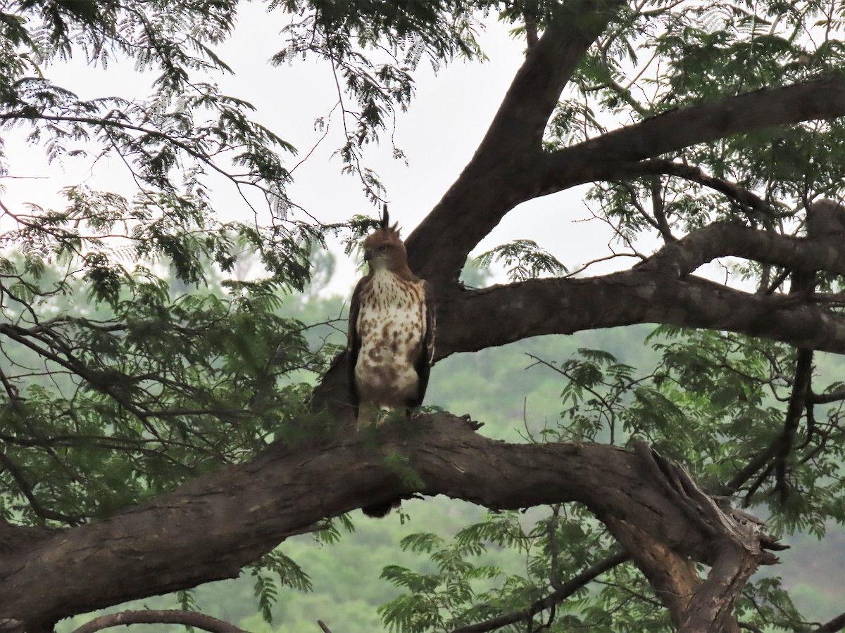 Changeable Hawk-Eagle - ML359742861