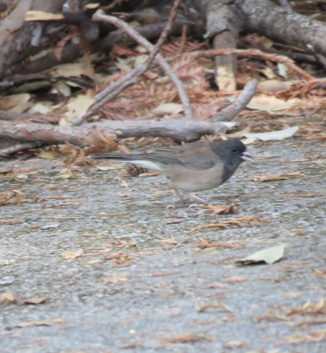 Dark-eyed Junco - ML359744081