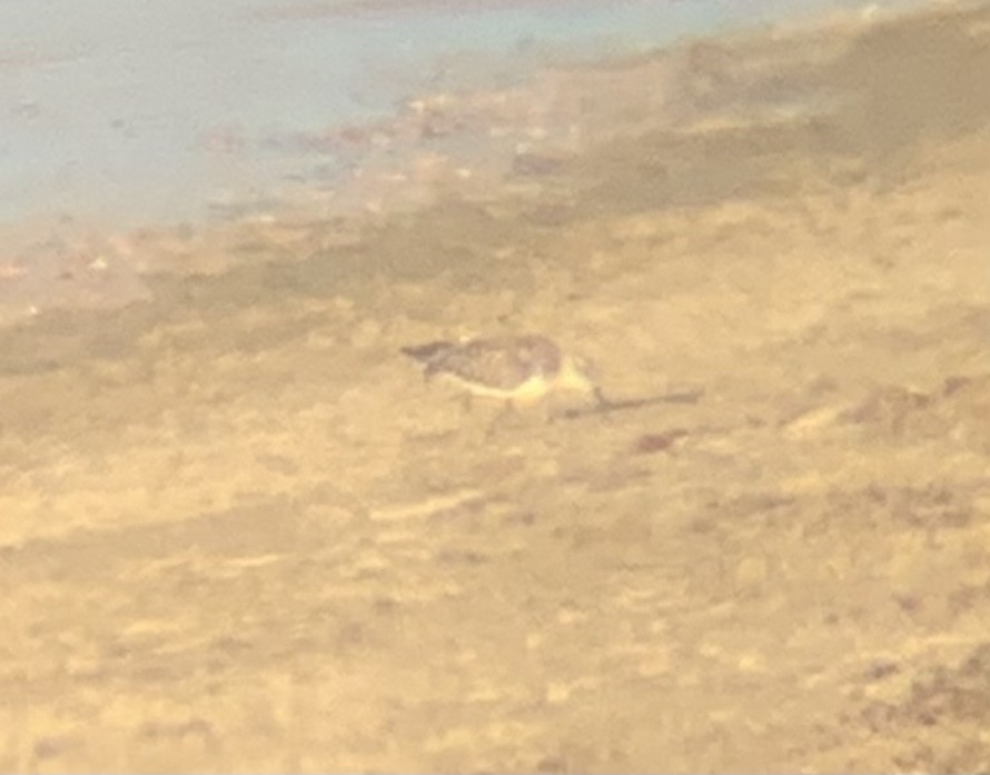 Semipalmated Sandpiper - Gavin Stacey