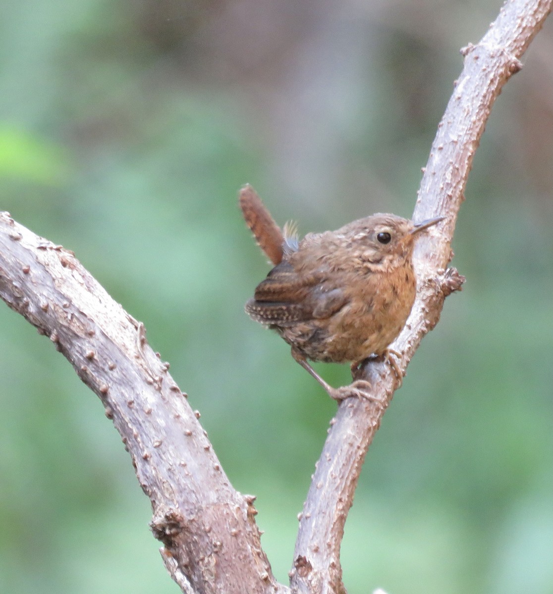 Pacific Wren - ML359744851