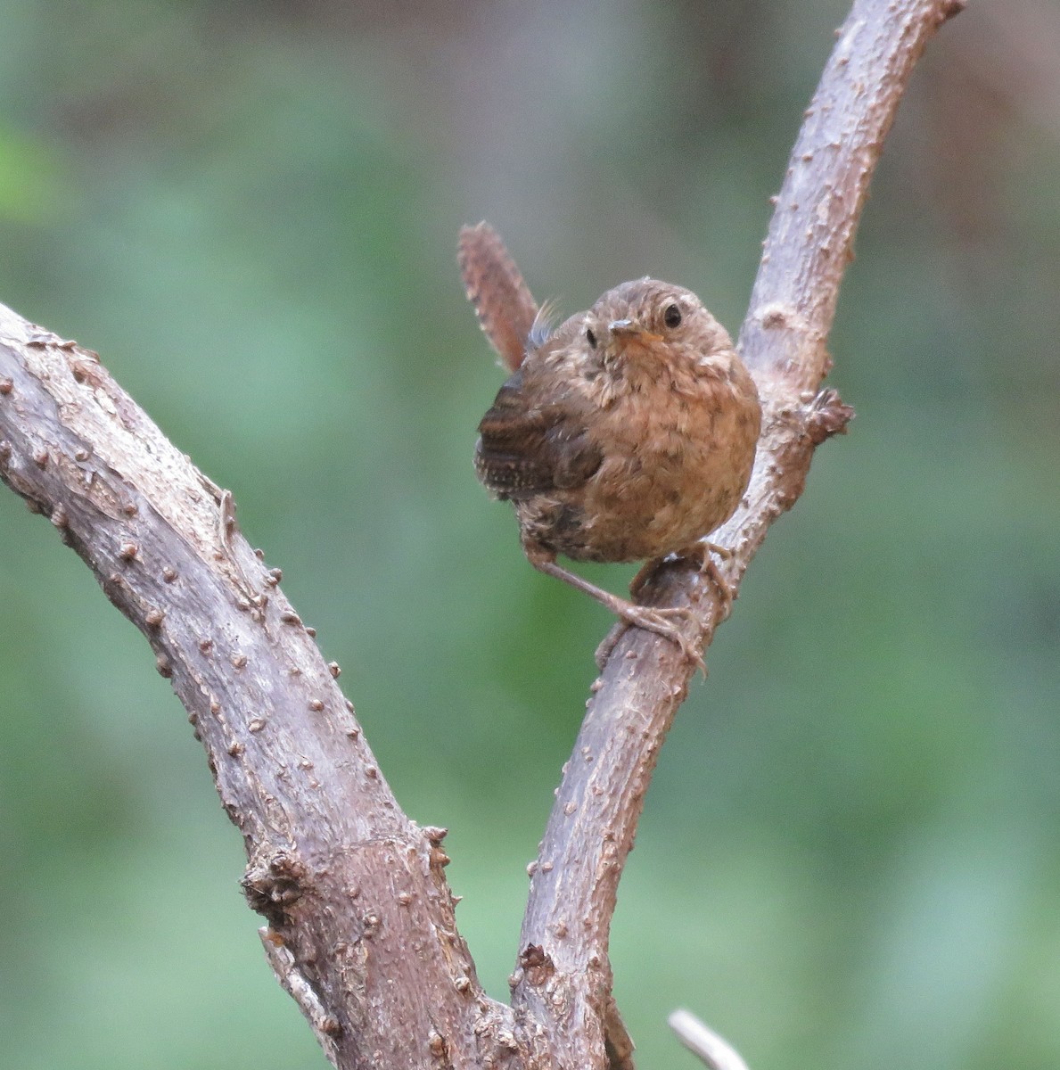 Pacific Wren - ML359744861