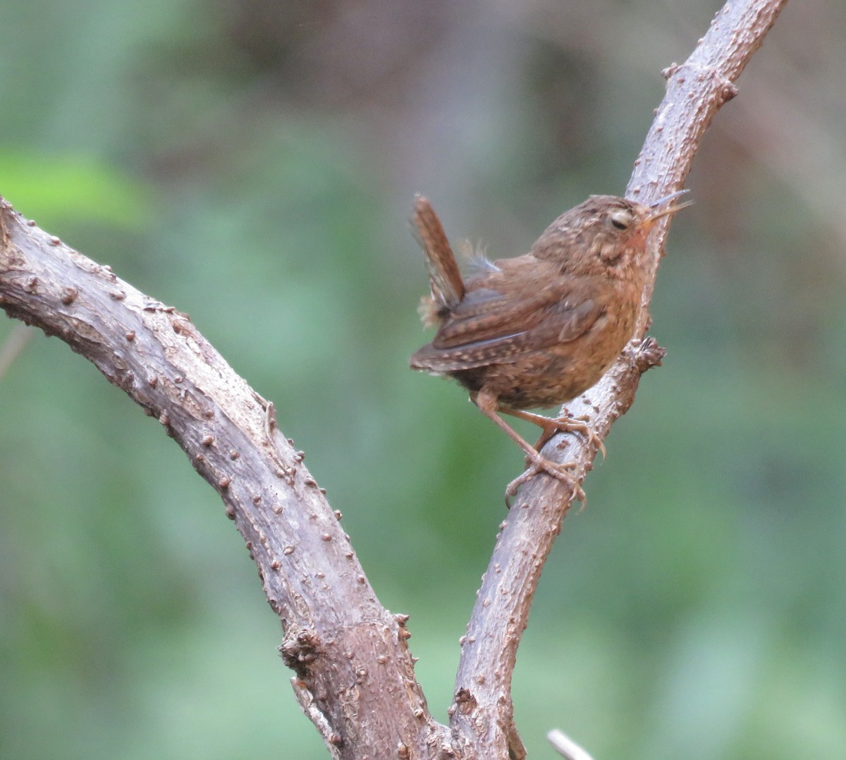 Pacific Wren - ML359744871