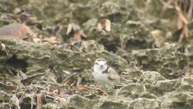 arkipello - ML359745141