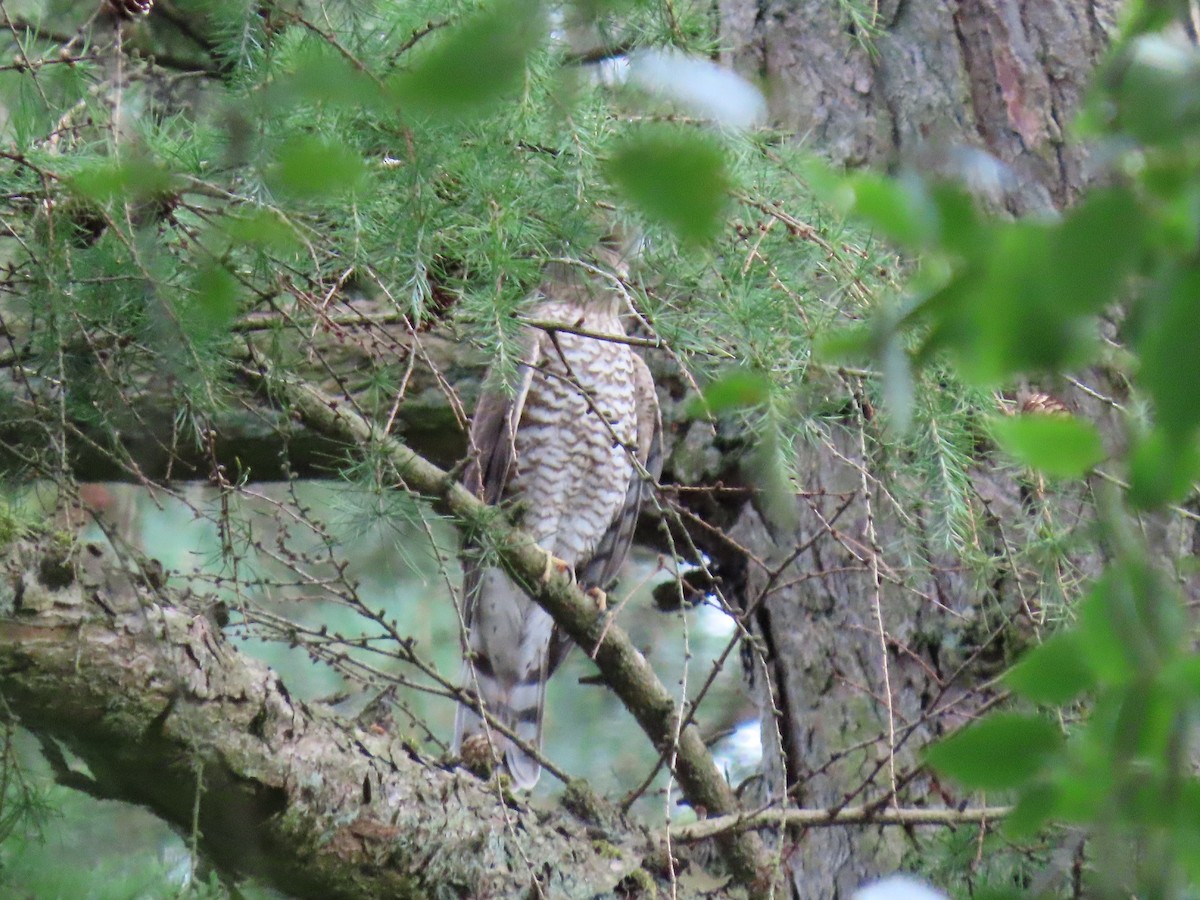 Eurasian Sparrowhawk - ML359745421