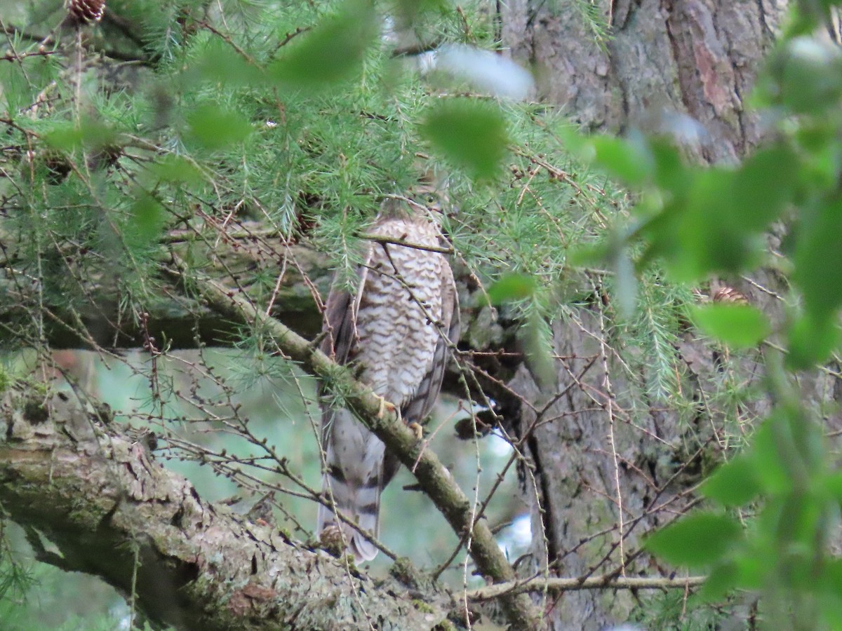 Eurasian Sparrowhawk - ML359745441