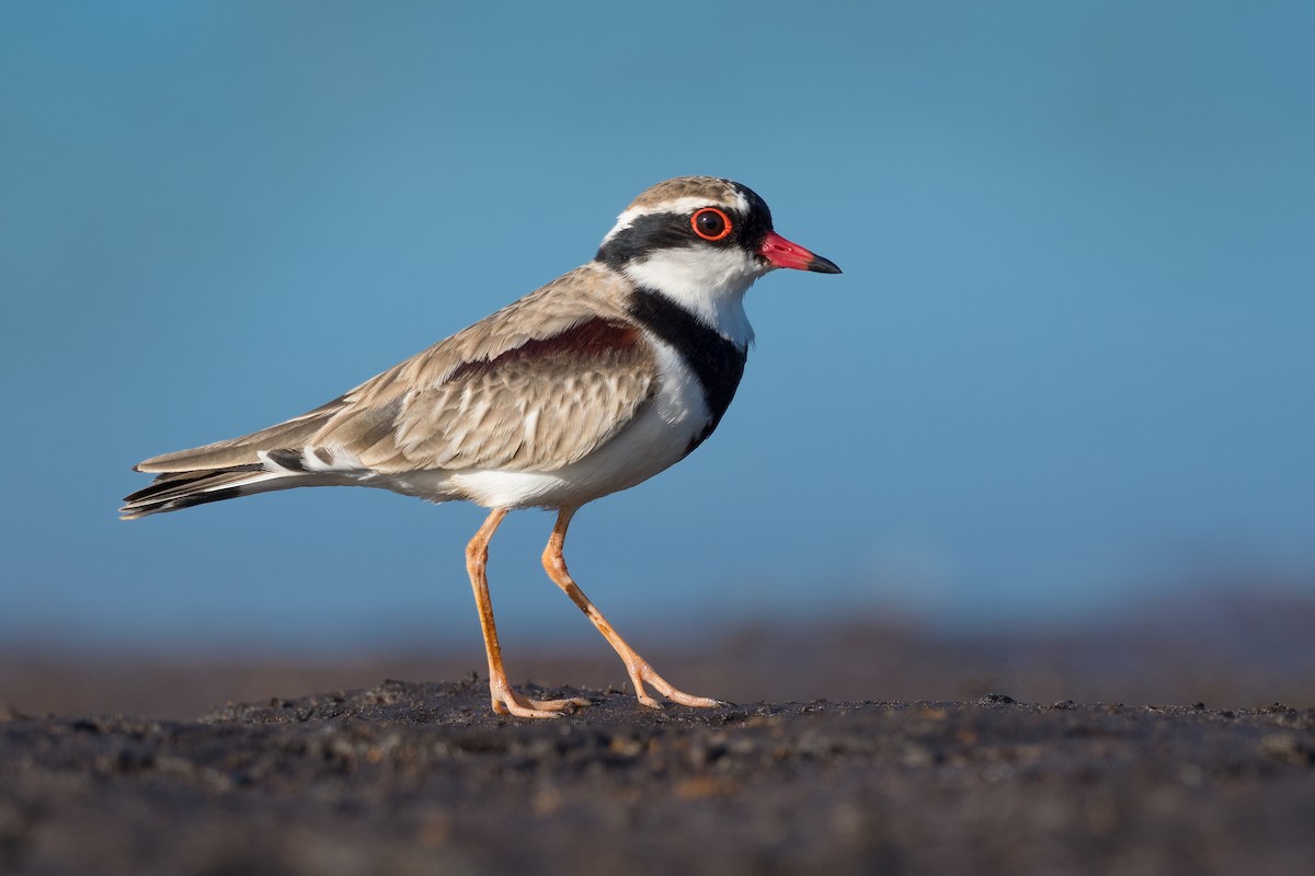 Black-fronted Dotterel - Terence Alexander