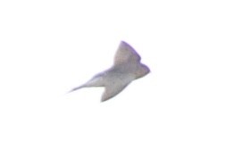 Welcome Swallow - ML359746781