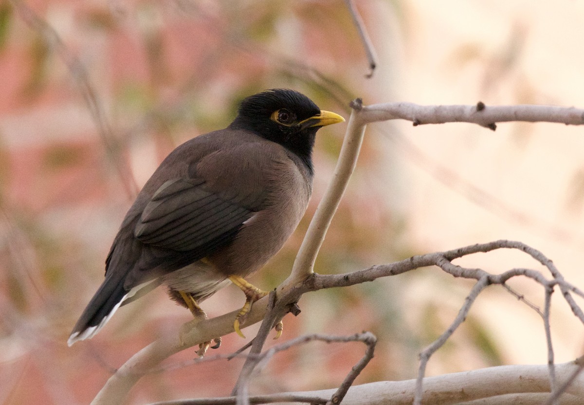 Common Myna - Zebedee Muller