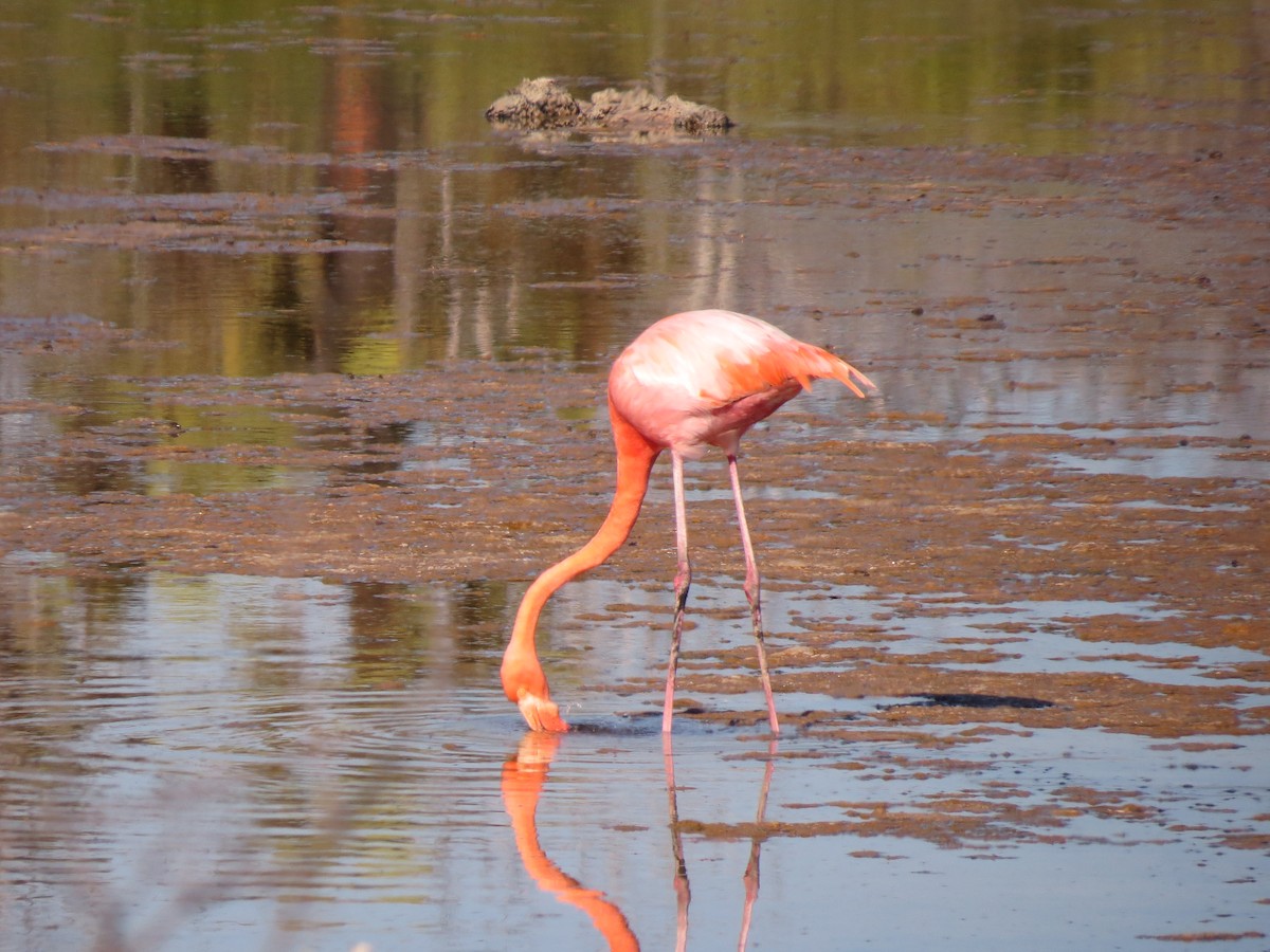 Amerika Flamingosu - ML35974691