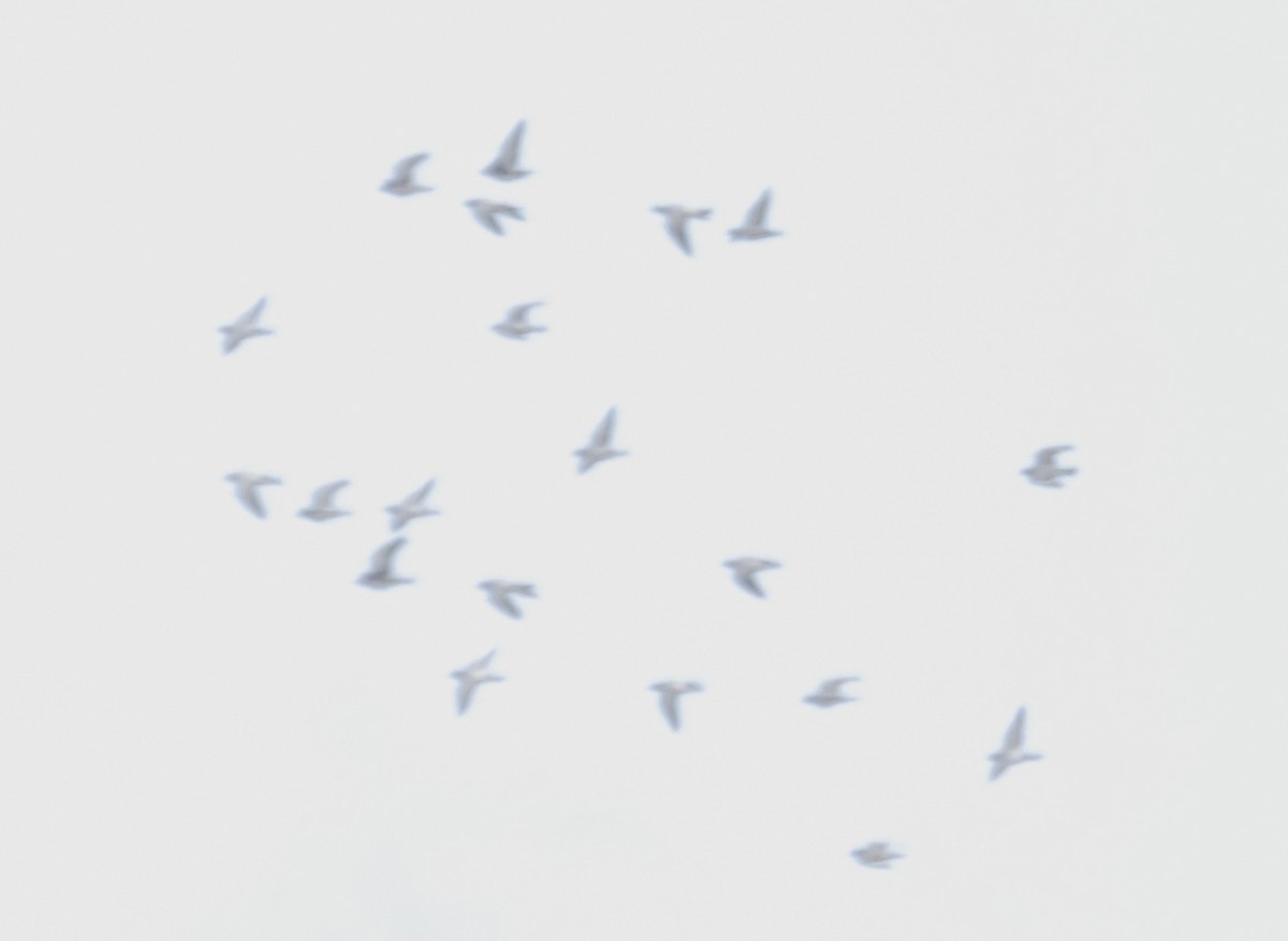 holub skalní (domácí) - ML359747131