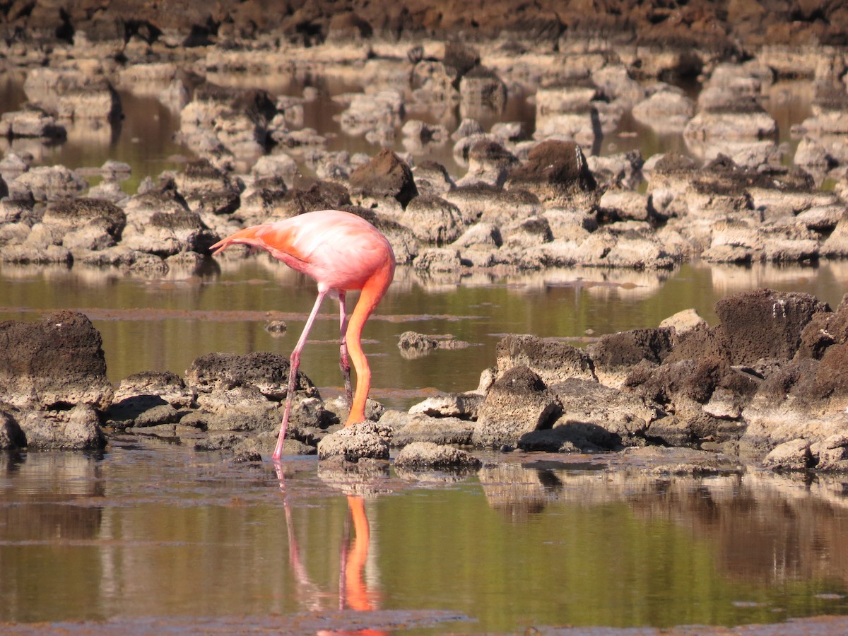 American Flamingo - ML35974751