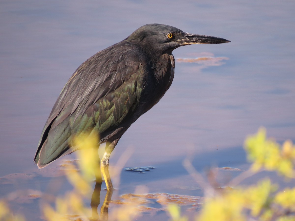 Striated Heron (Galapagos) - Donna Summers